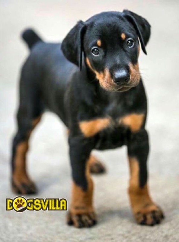 Dog Buy and Sell - Professional service photo 2