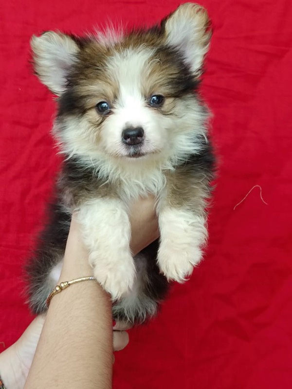 Dog Buy and Sell - Professional service photo 5