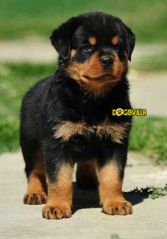 Dog Buy and Sell - Photo 8