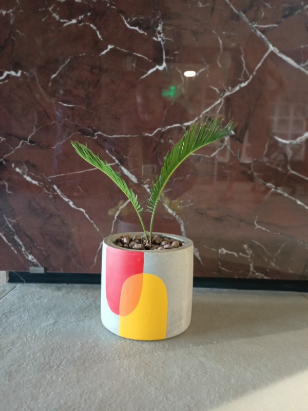 Buy a Plant, Save a Life - Photo 9