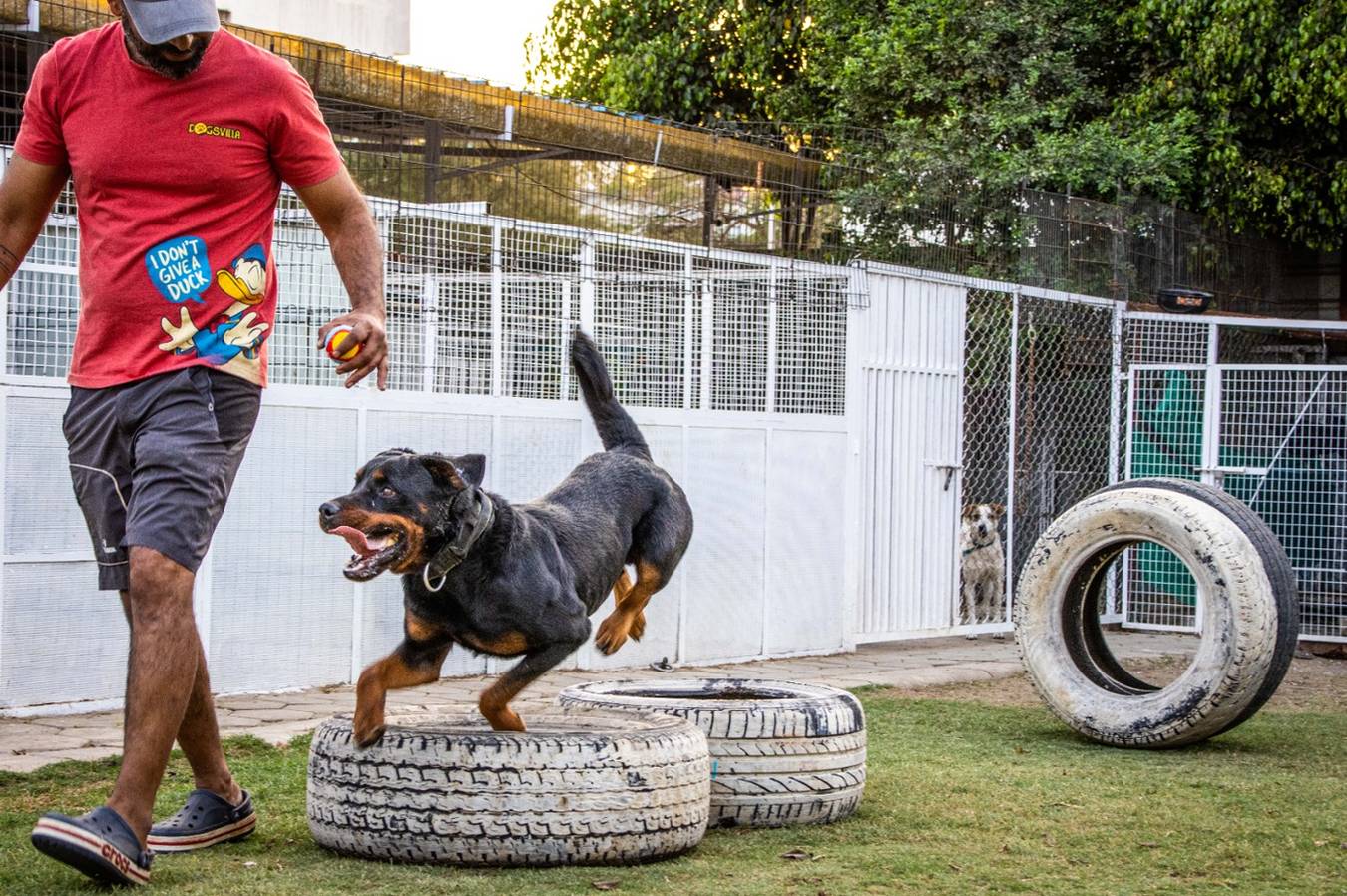 Dog training in Indore