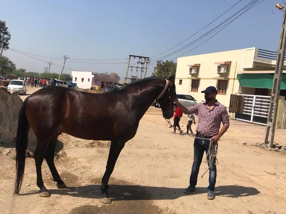 Akram Khan with a horse in a village near Indore