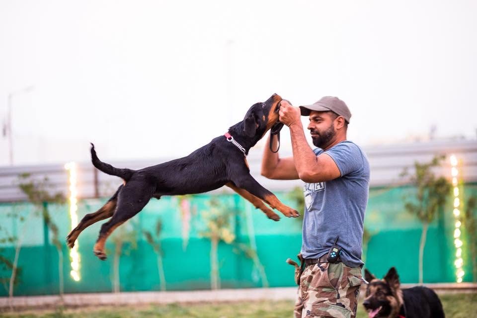 Akram Khan training a Rottweiler at Dogsvilla