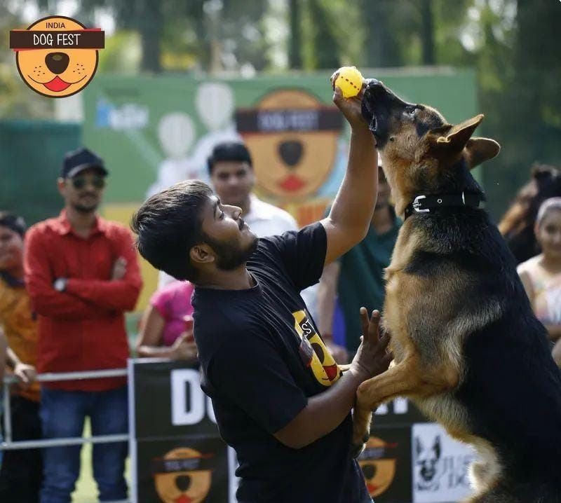 German Shepherd leaping for a ball with its handler at a past Dog Fest