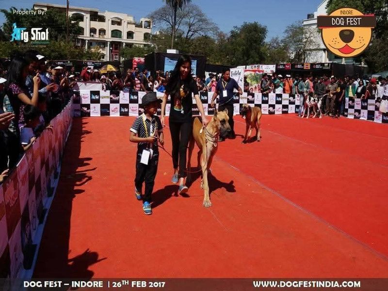Dogs and pet parents on the red carpet at Dog Fest Indore 2017