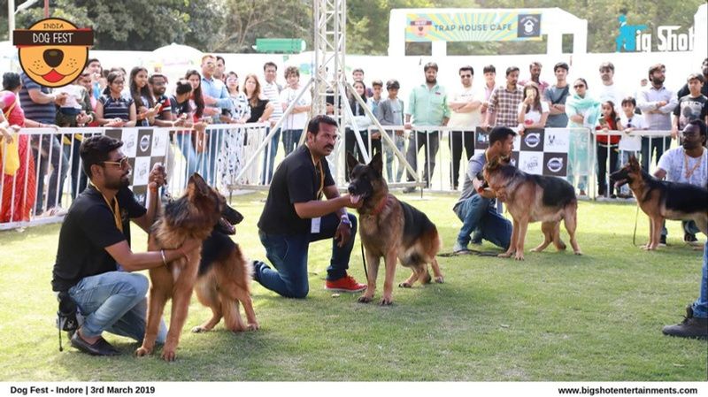 Dog obedience and protection show at a past Dog Fest