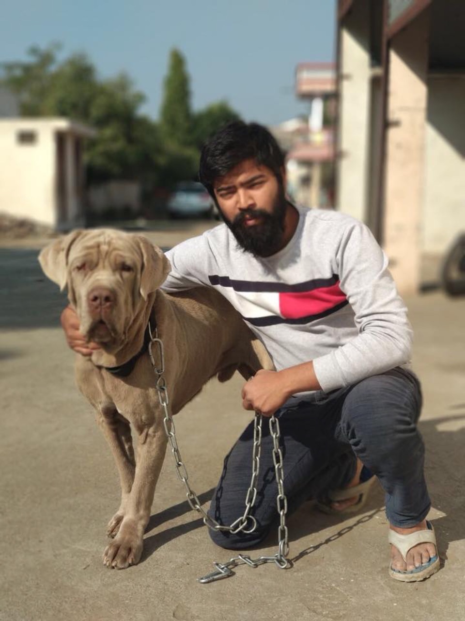 Pet Adoption Services - Professional service photo 2