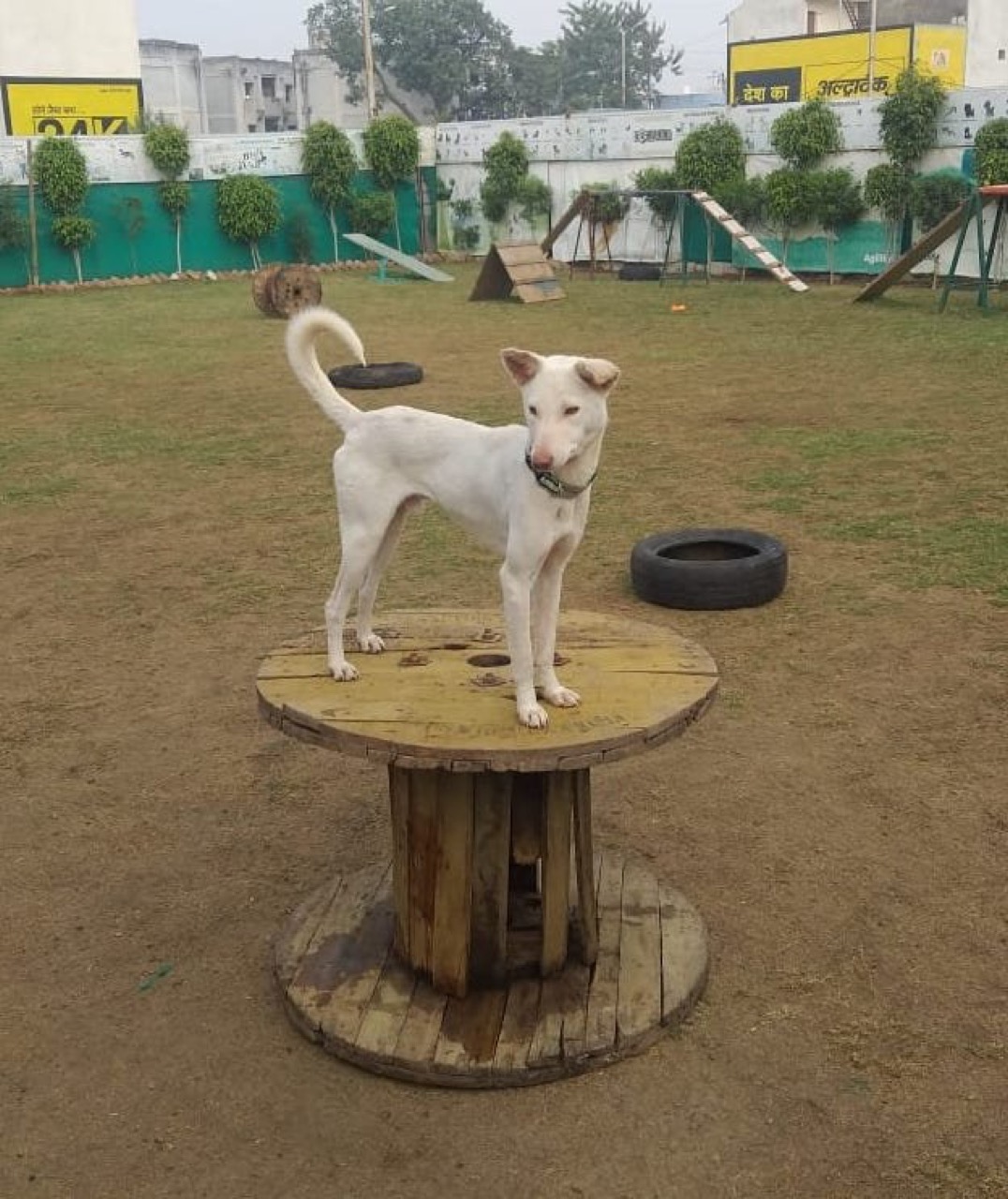 Pet Adoption Services