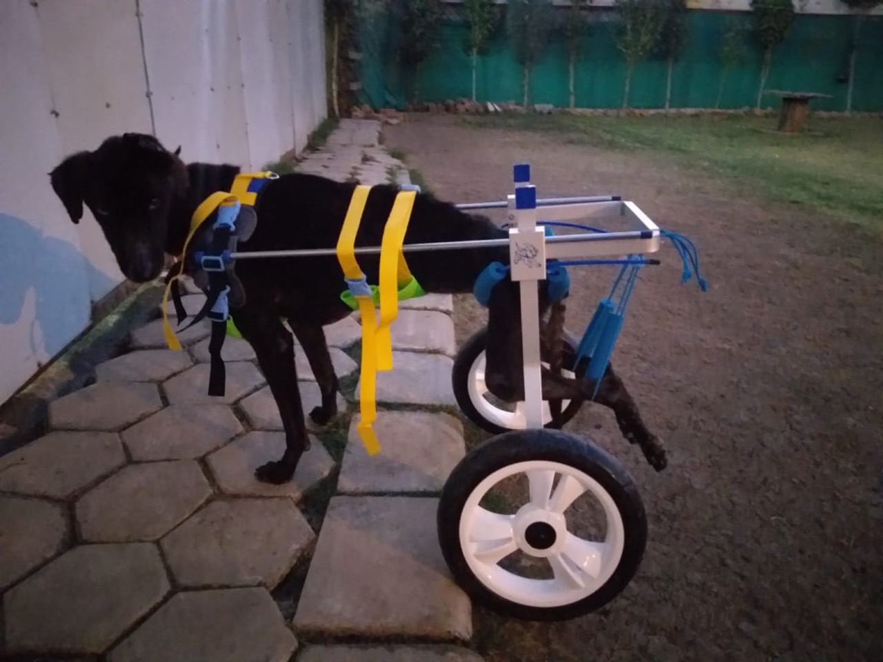 Pet Adoption Services - Photo 7