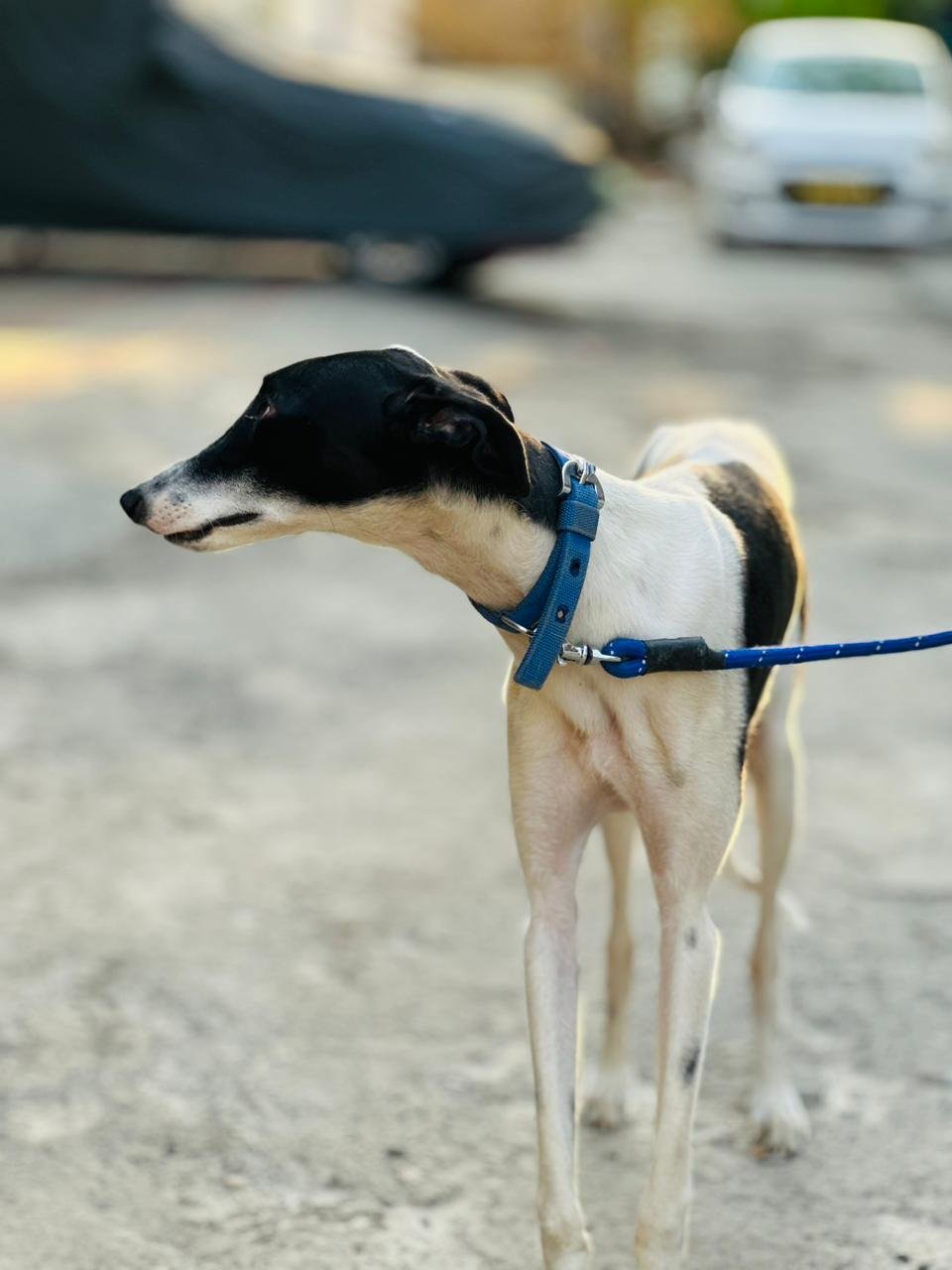 Pet Adoption Services - Photo 8