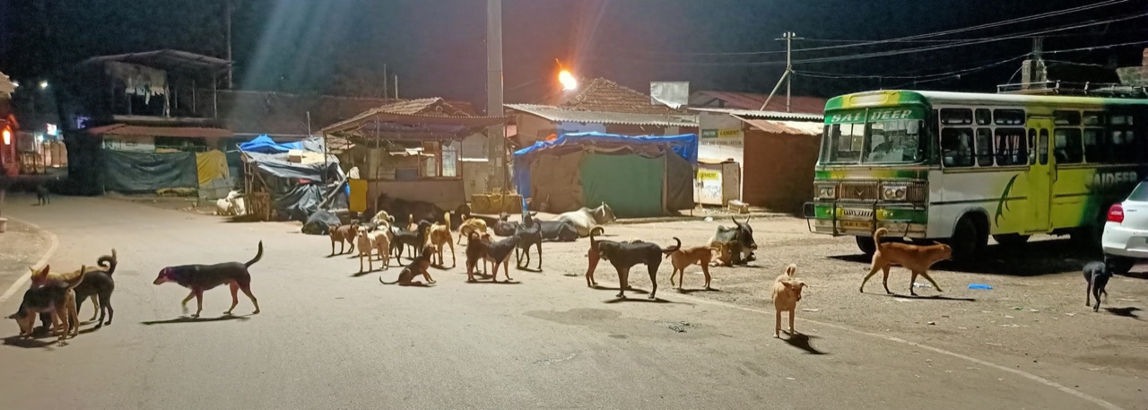 Pet Adoption Services - Photo 10