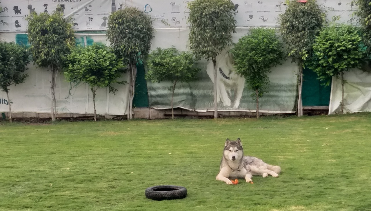 Dog Boarding & Hostel - Photo 18