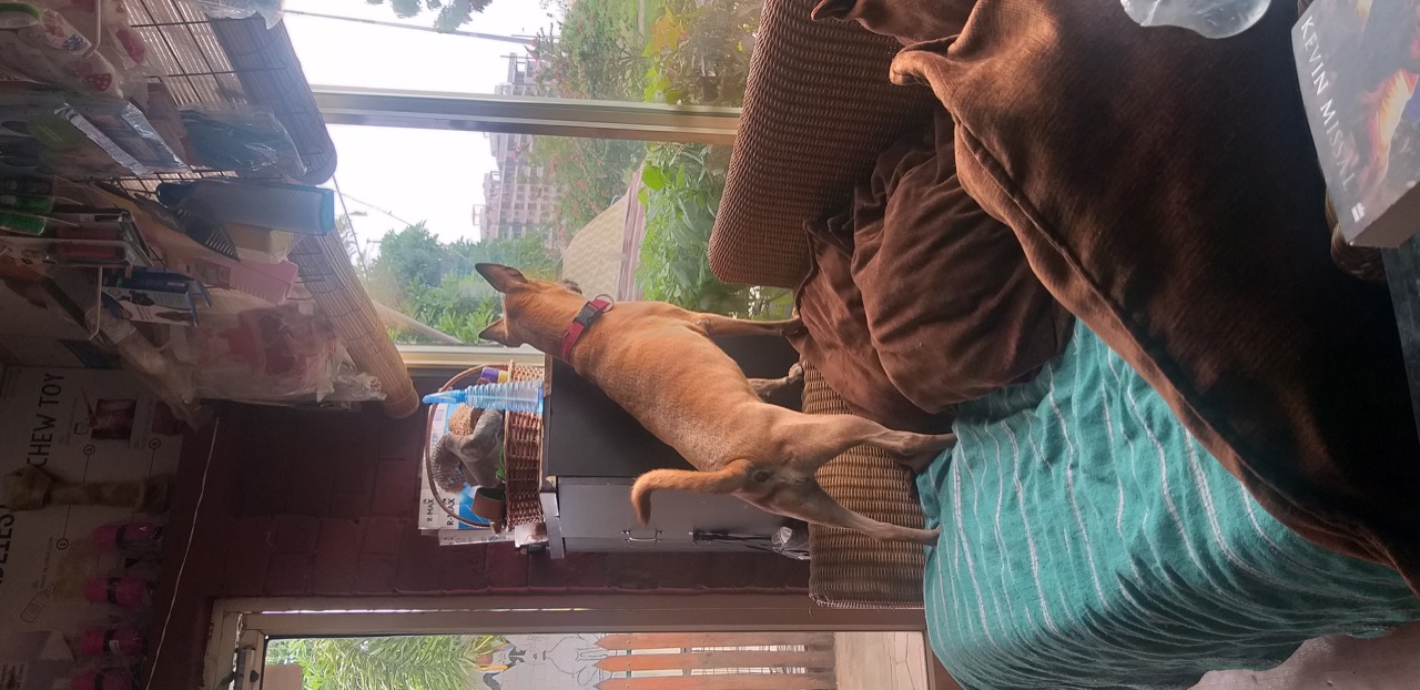 Dog Boarding & Hostel - Photo 43