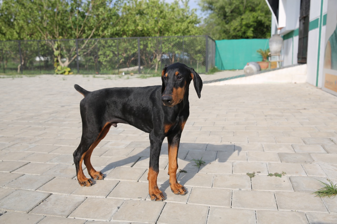 Dog Boarding & Hostel - Photo 44