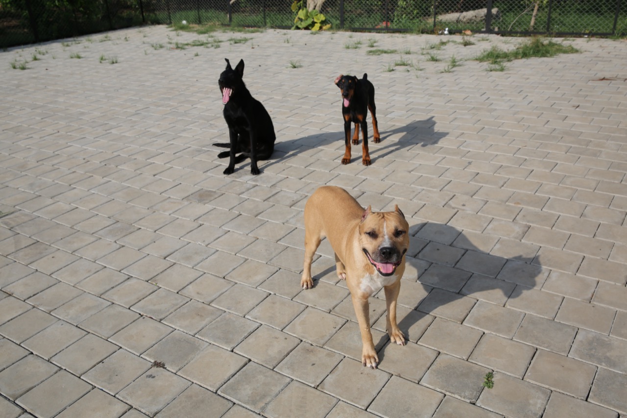 Dog Boarding & Hostel - Photo 45