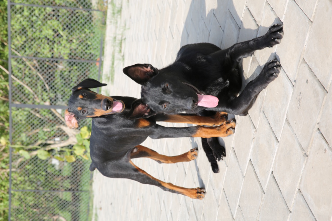 Dog Boarding & Hostel - Photo 46