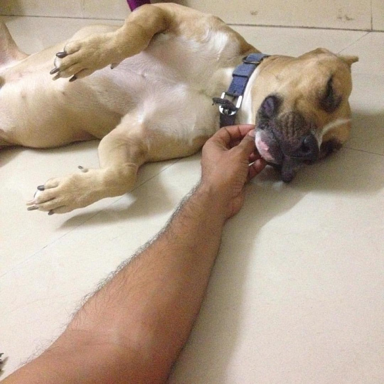 Dog Boarding & Hostel - Photo 39