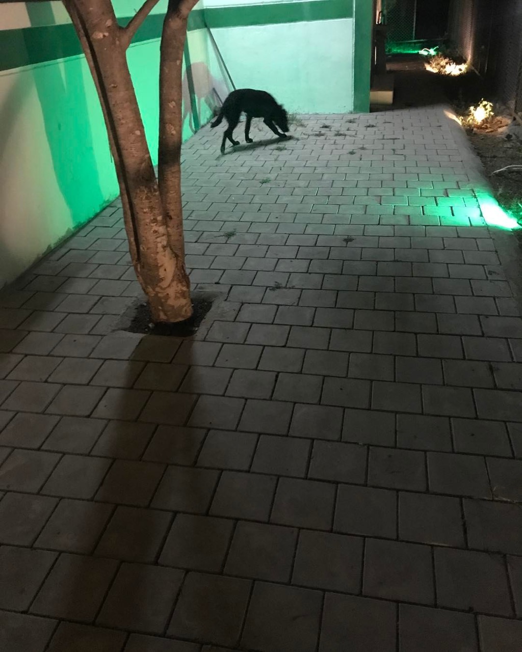 Dog Boarding & Hostel - Photo 40