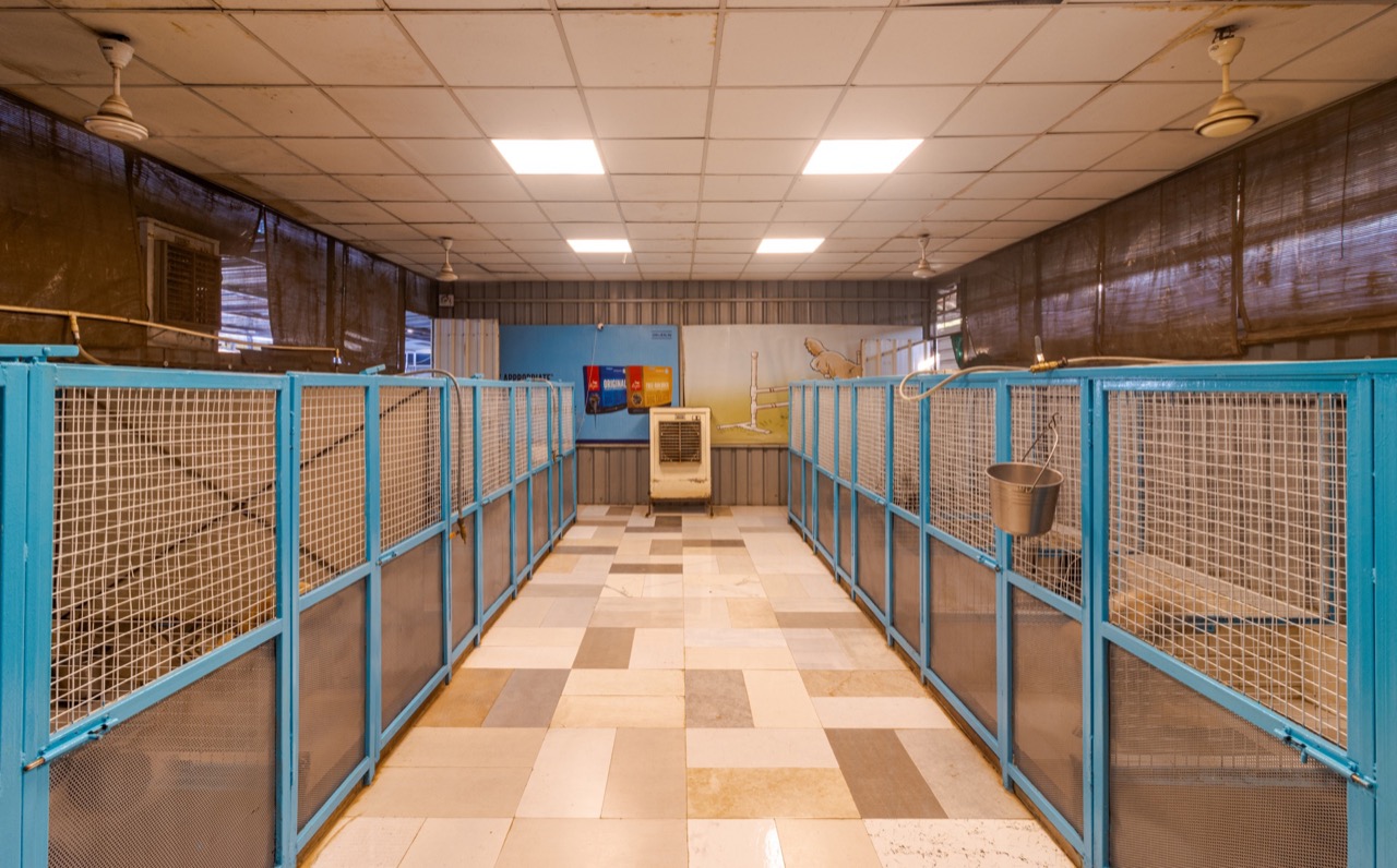 Dog Boarding & Hostel - Professional service photo 2