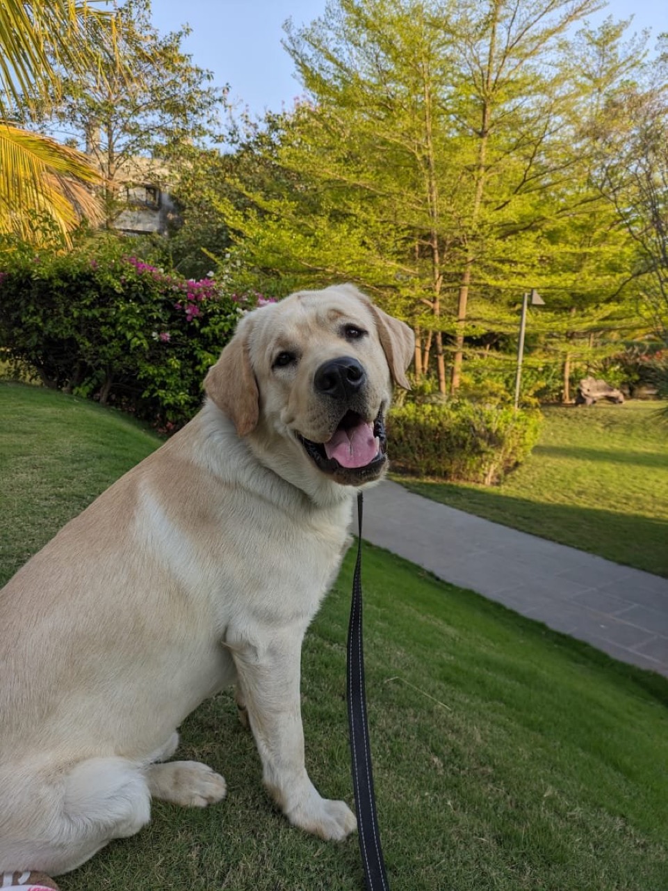 Dog Boarding & Hostel