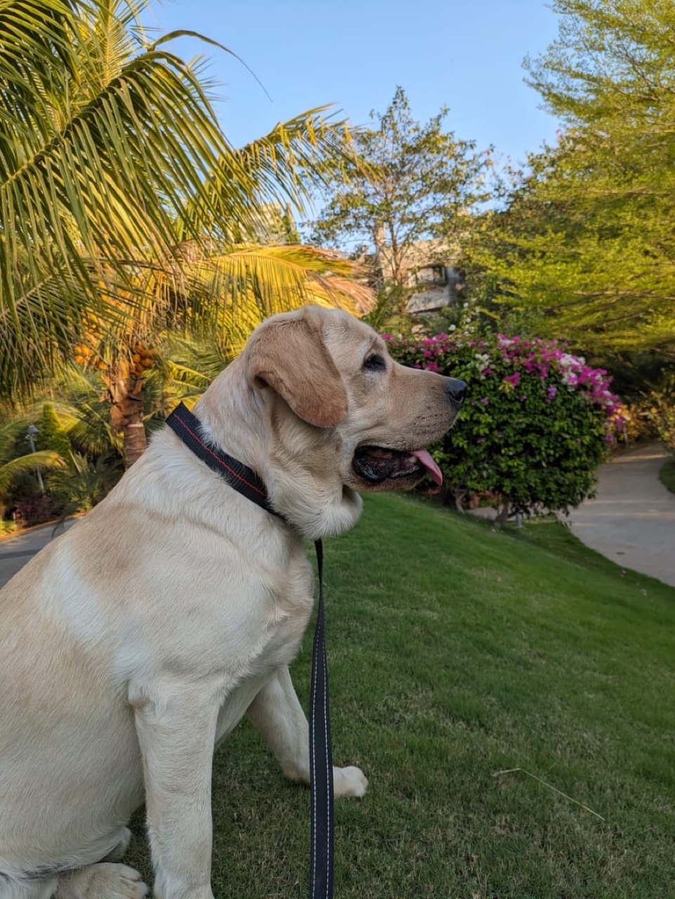 Dog Boarding & Hostel - Photo 47