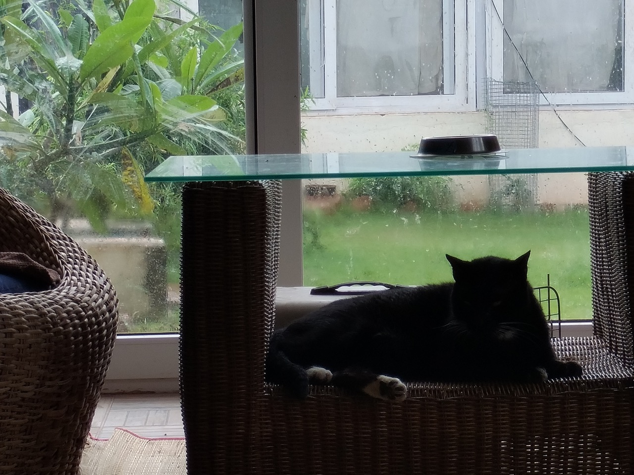 Dog Boarding & Hostel - Photo 24