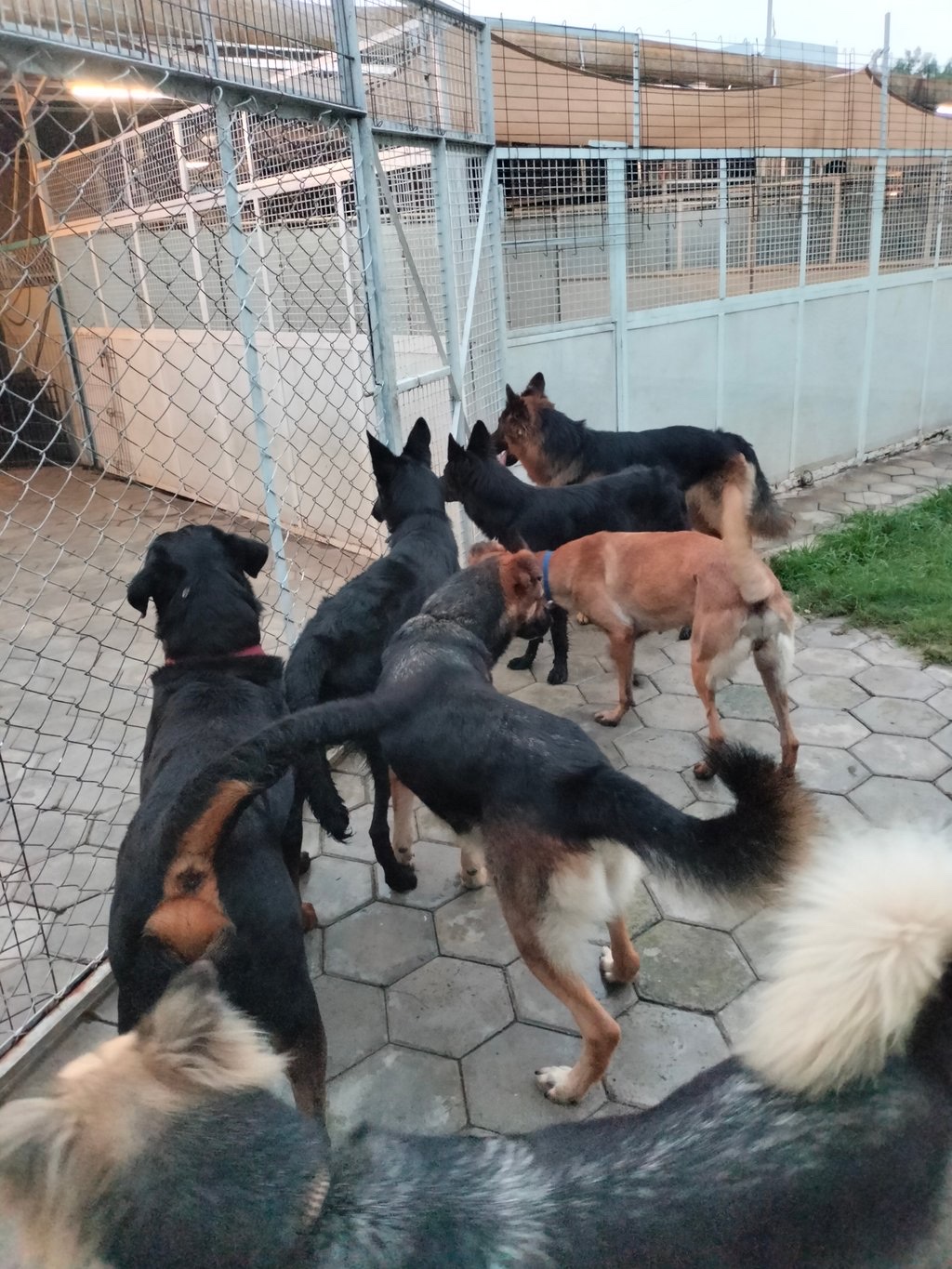 Dog Boarding & Hostel - Photo 9