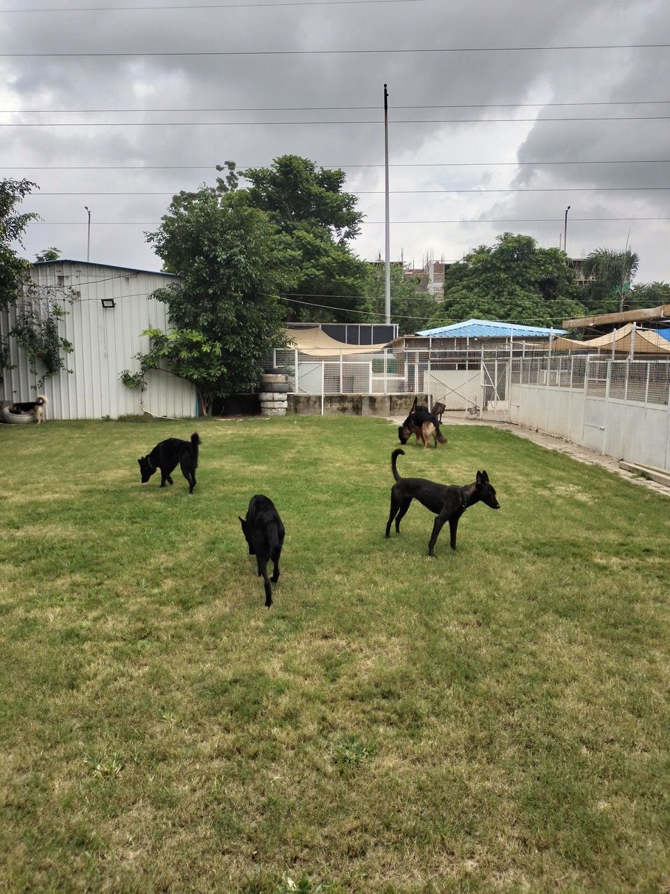 Dog Boarding & Hostel - Photo 17