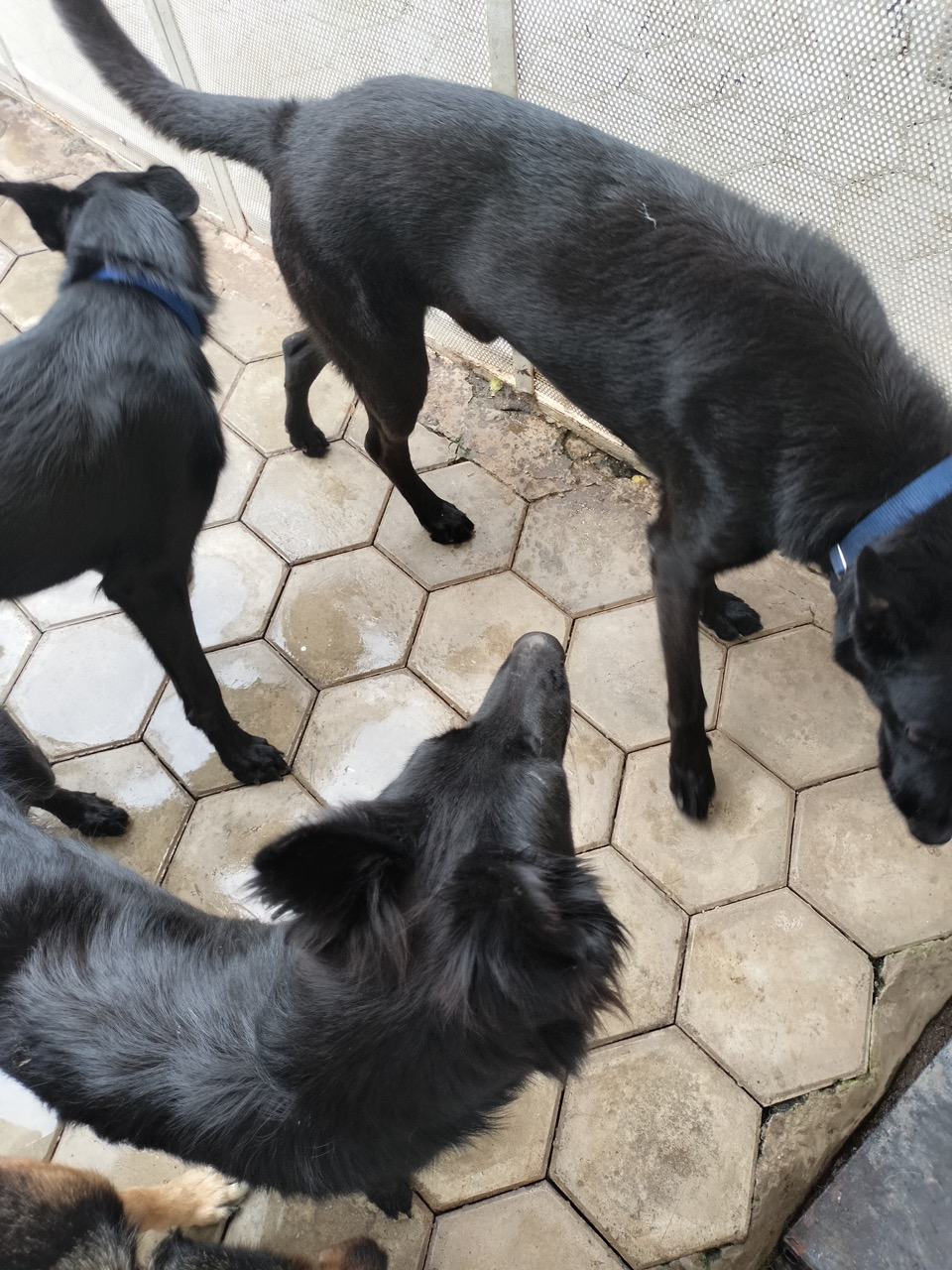 Dog Boarding & Hostel - Photo 37