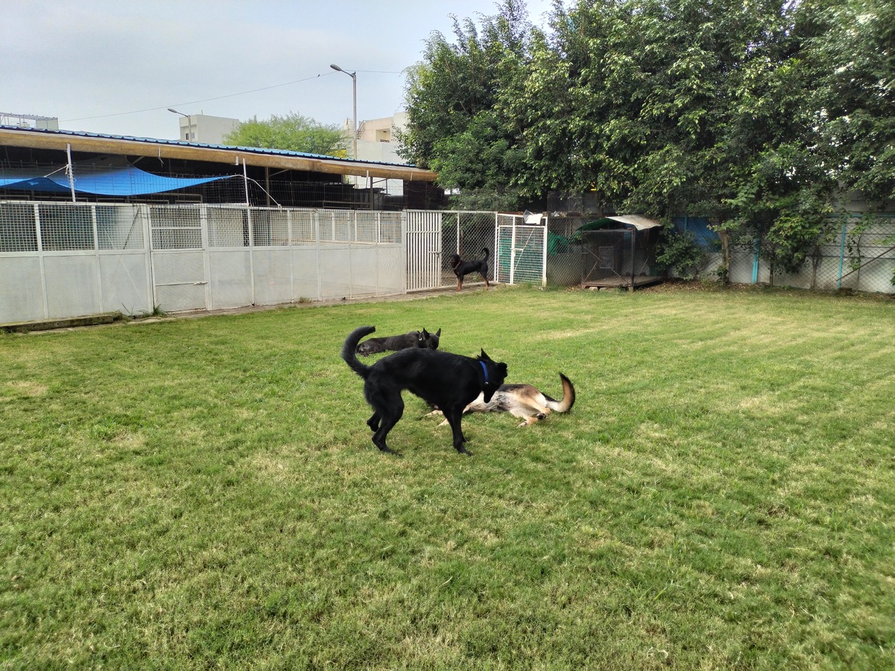 Dog Boarding & Hostel - Photo 26