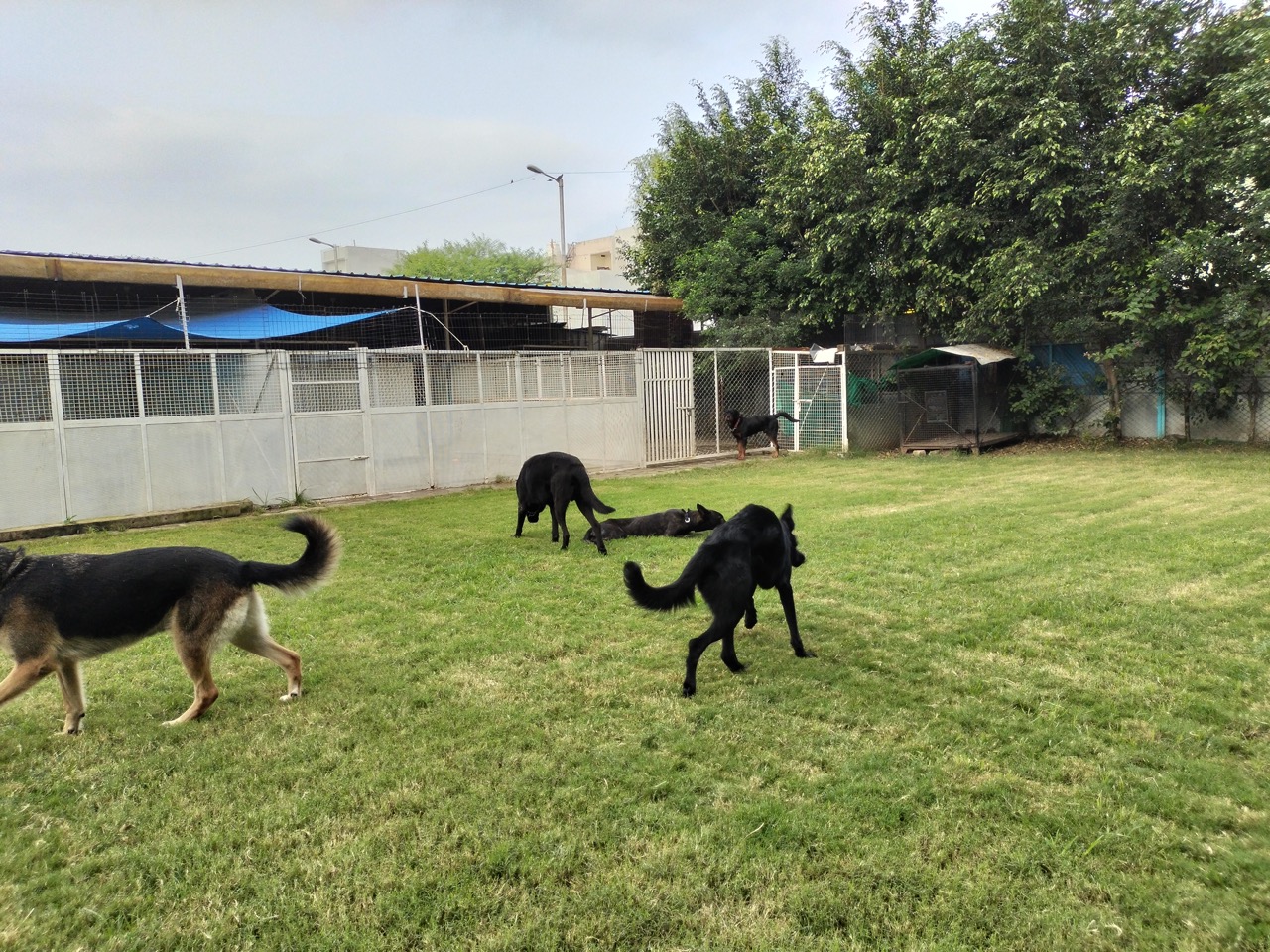 Dog Boarding & Hostel - Photo 27