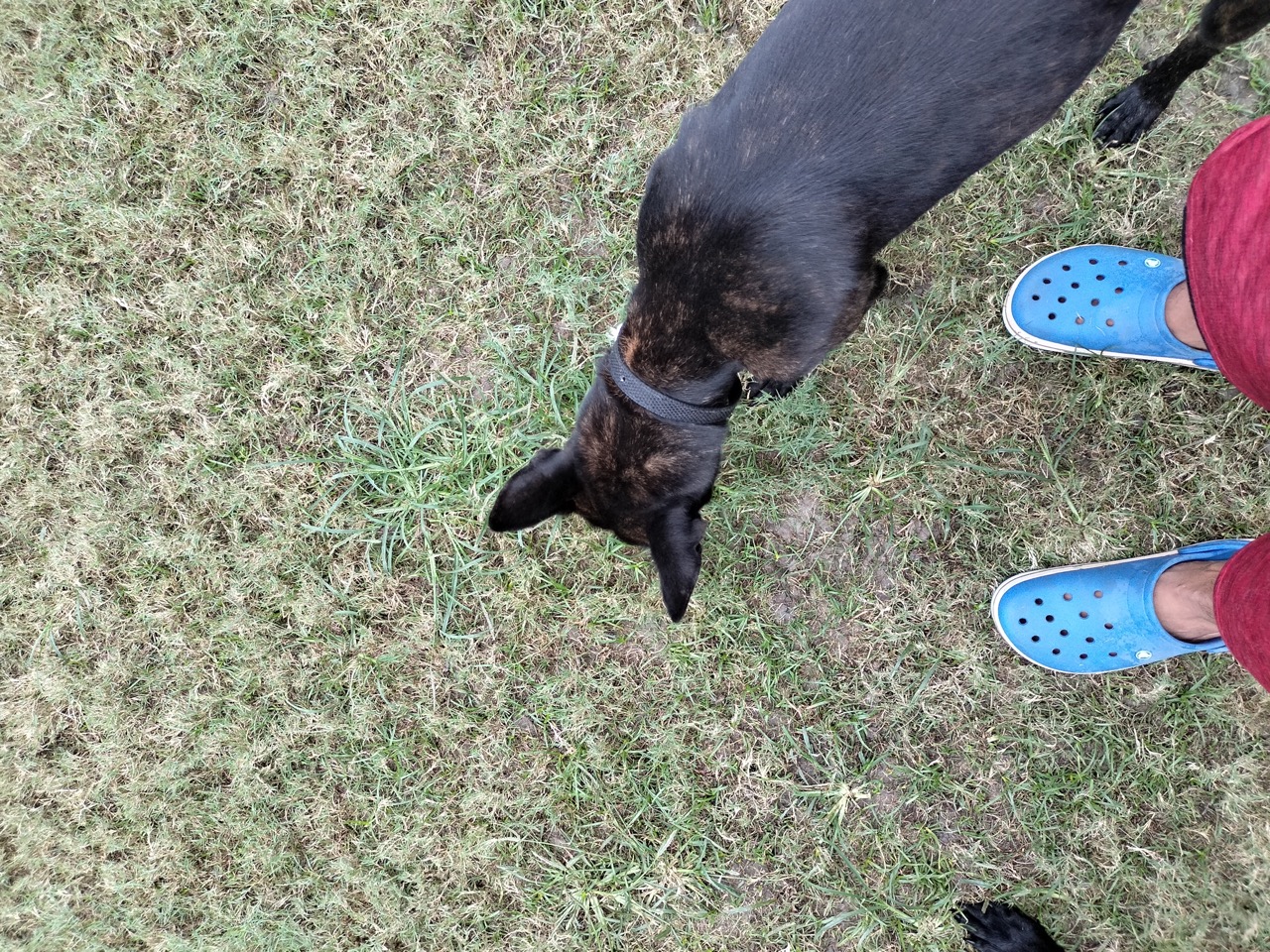 Dog Boarding & Hostel - Photo 31