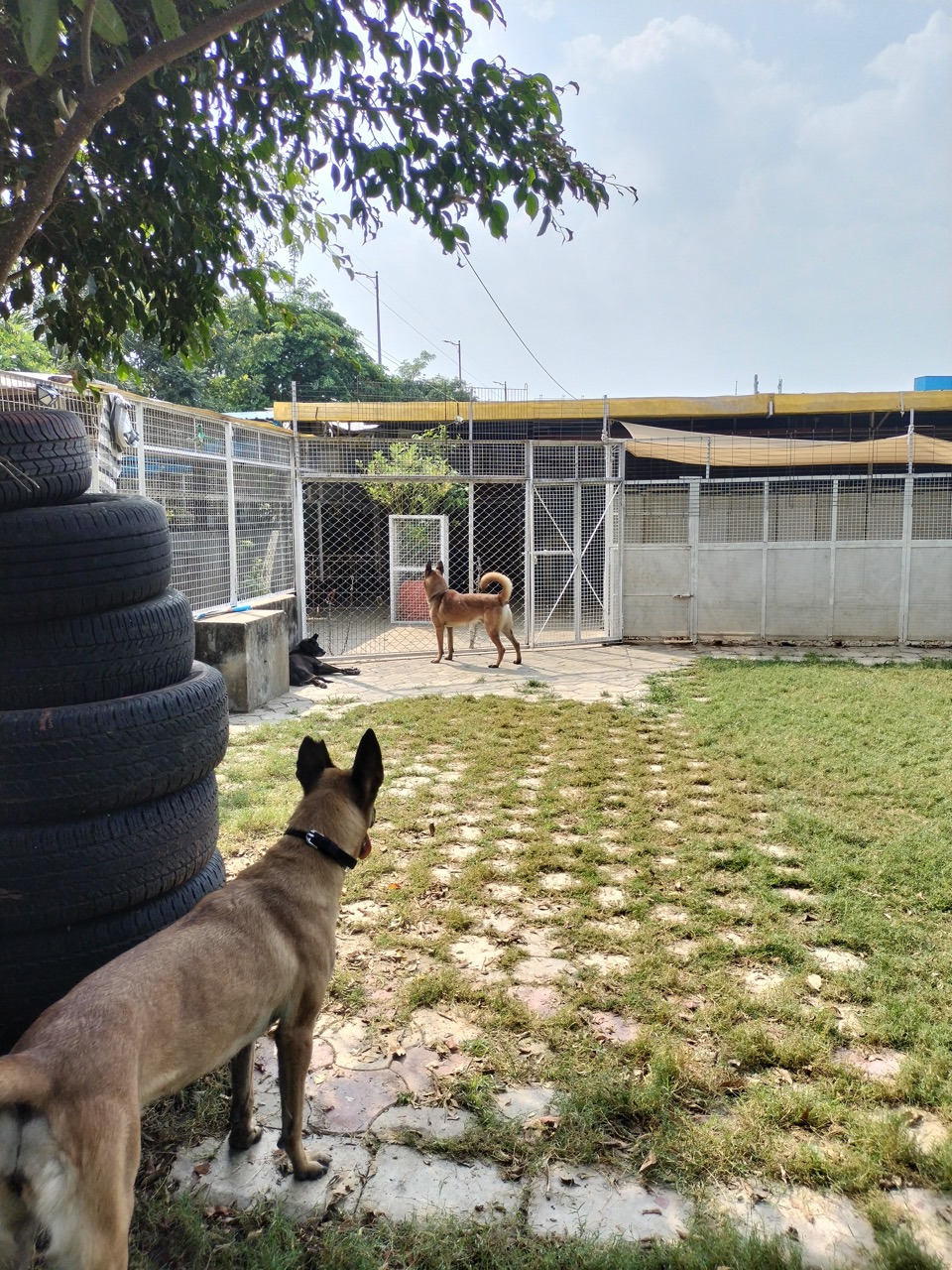 Dog Boarding & Hostel - Photo 30