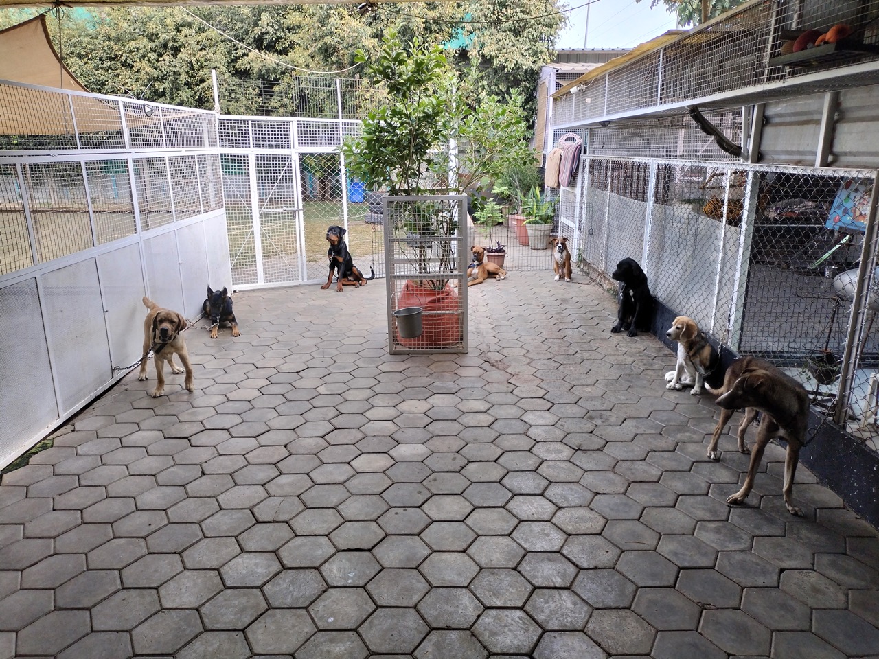 Dog Boarding & Hostel - Photo 32