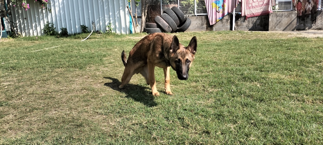 Dog Boarding & Hostel - Photo 28