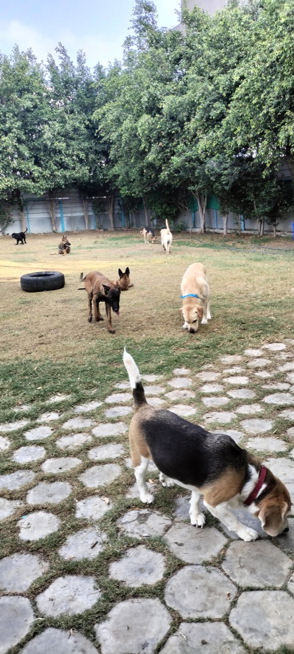 Dog Boarding & Hostel - Photo 29