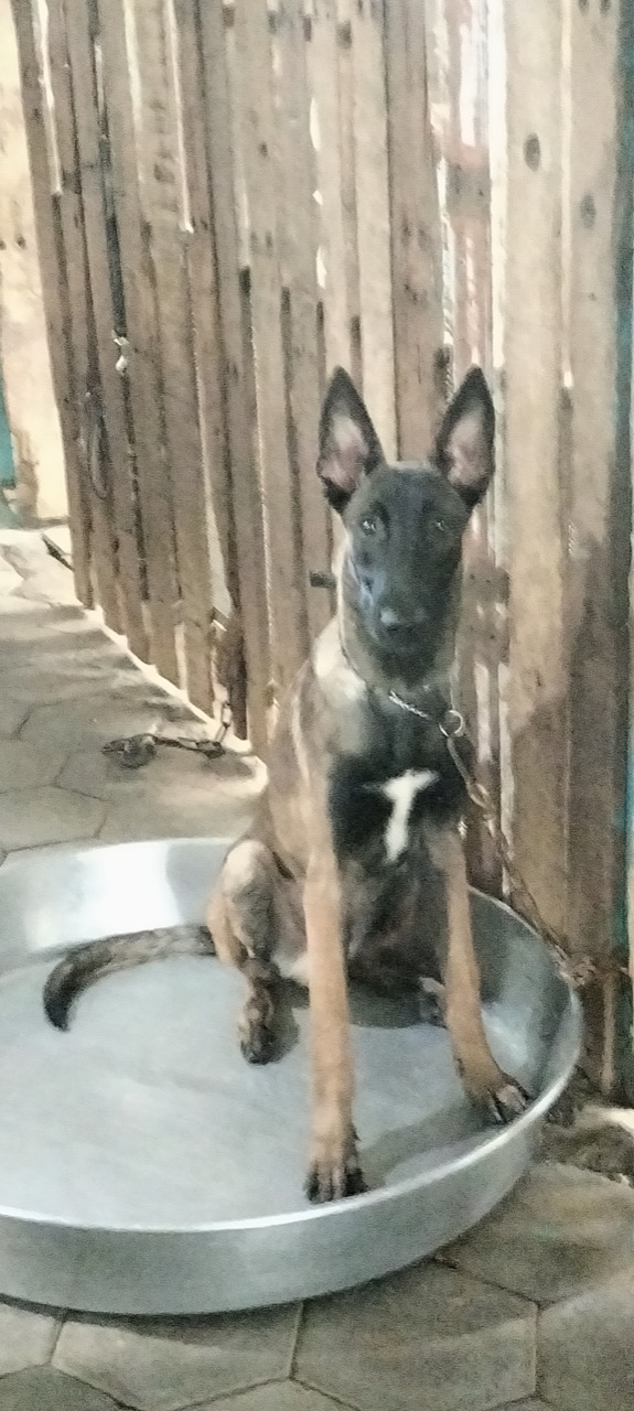 Dog Boarding & Hostel - Photo 25