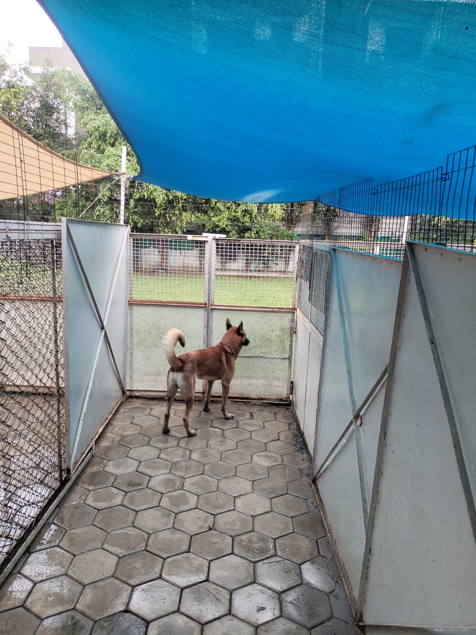 Dog Boarding & Hostel - Photo 38