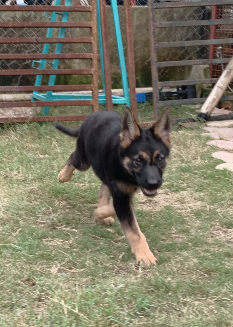 Dog Boarding & Hostel - Photo 50