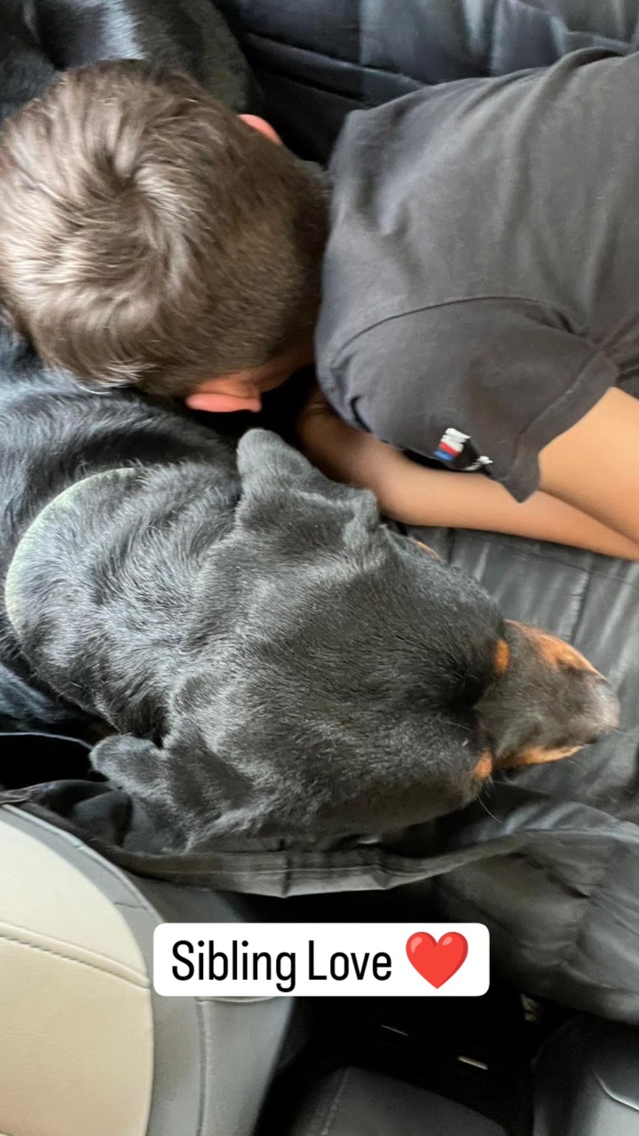 Dog Boarding & Hostel - Photo 48