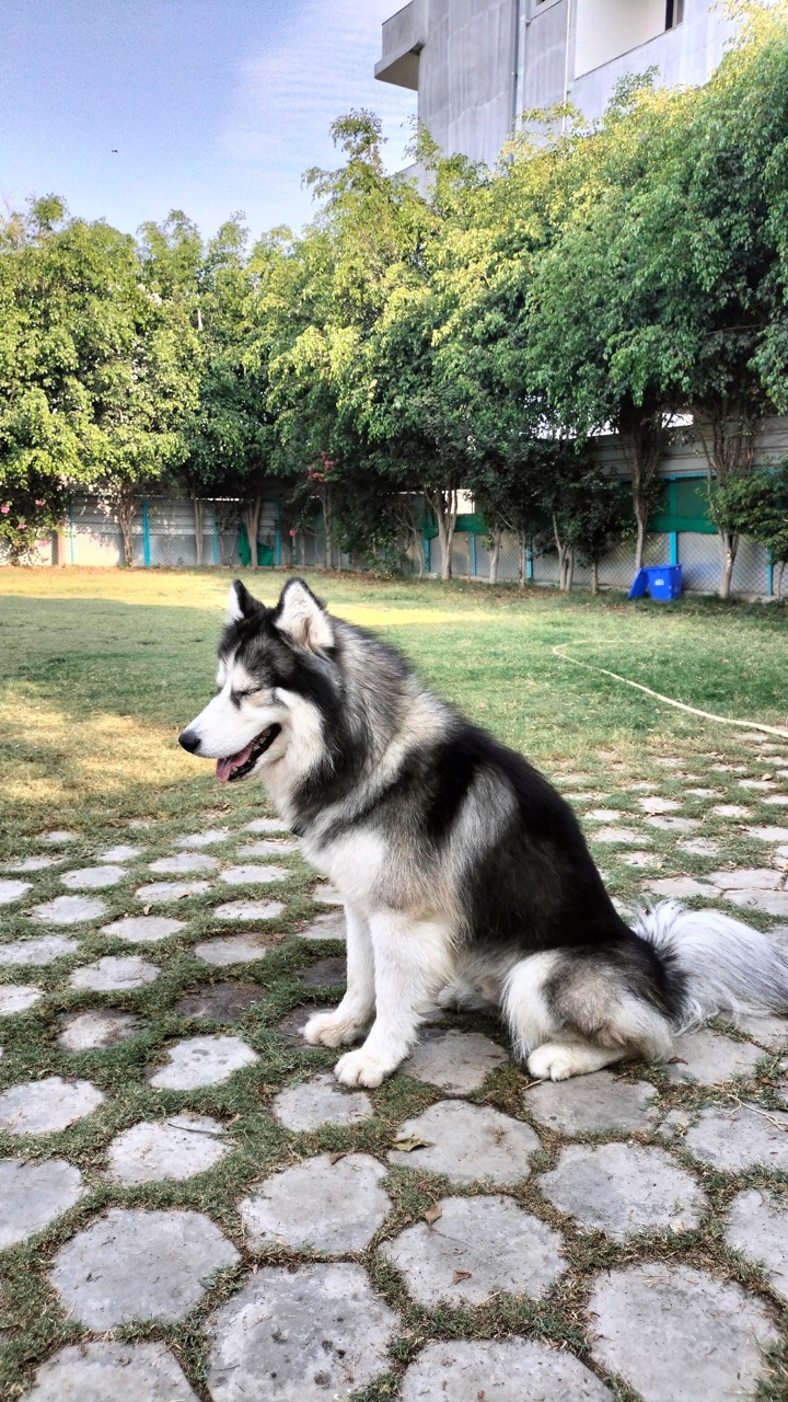 Dog Boarding & Hostel - Photo 49