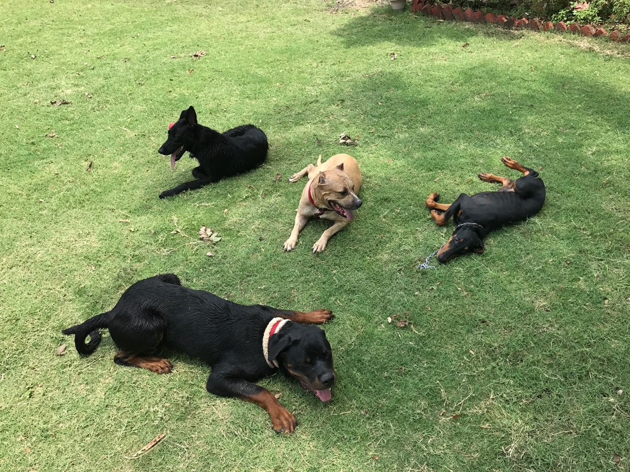 Dog Boarding & Hostel - Photo 51