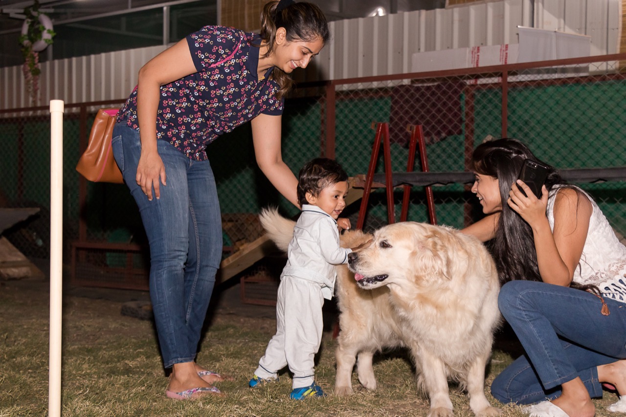 Dog Boarding & Hostel - Photo 54