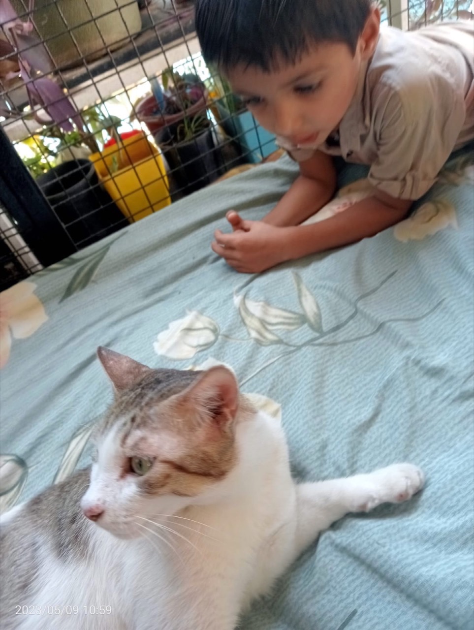 Cat Boarding Services - Professional service photo 6