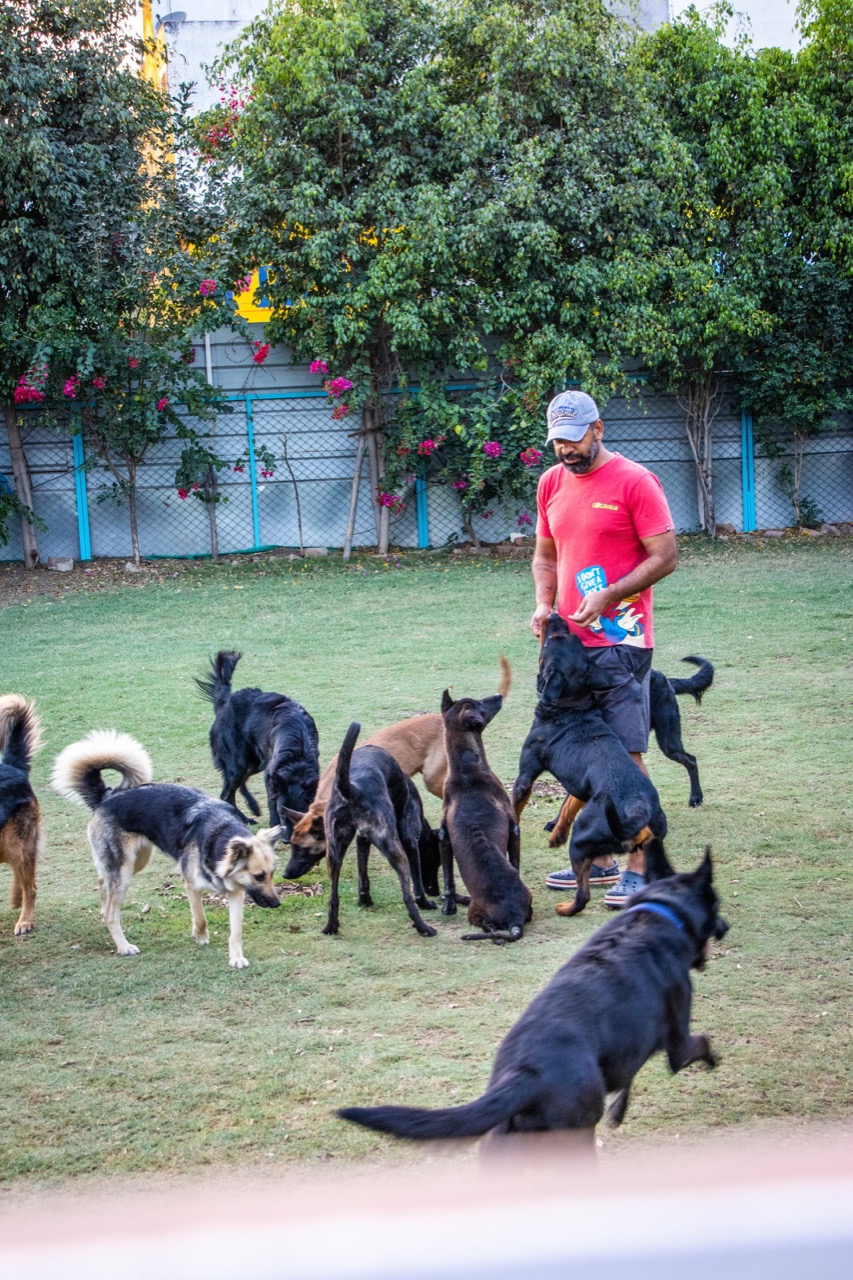 Dog Park - Photo 23