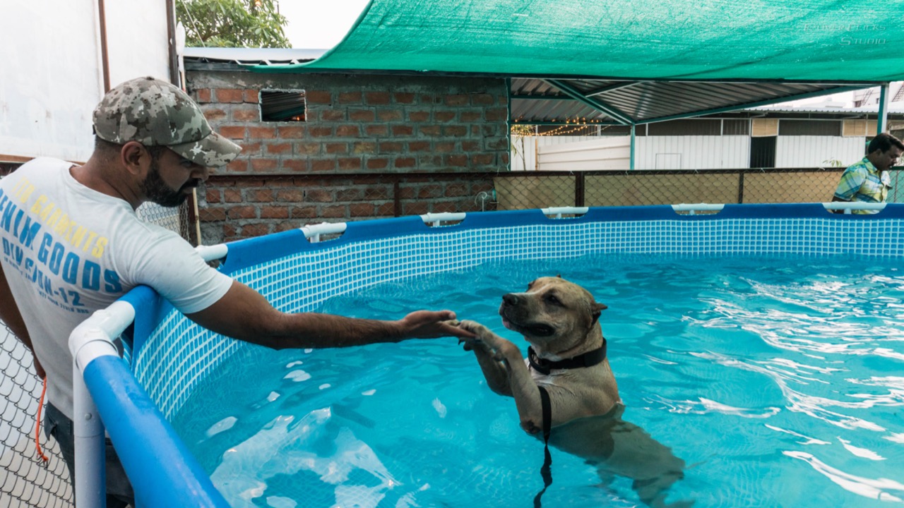 Swimming Pool for Dogs at Dogsvilla
