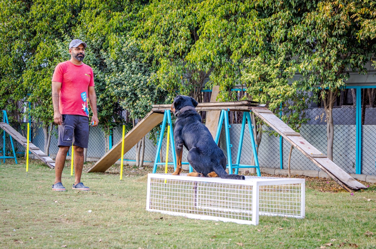 Training Areas at Dogsvilla Facility