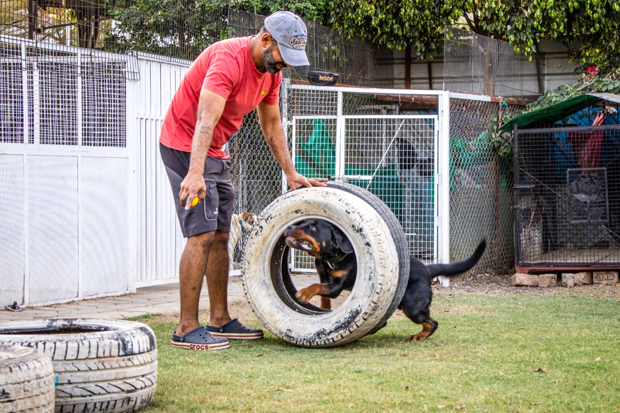Dog Training & Behavior - Professional service photo 4