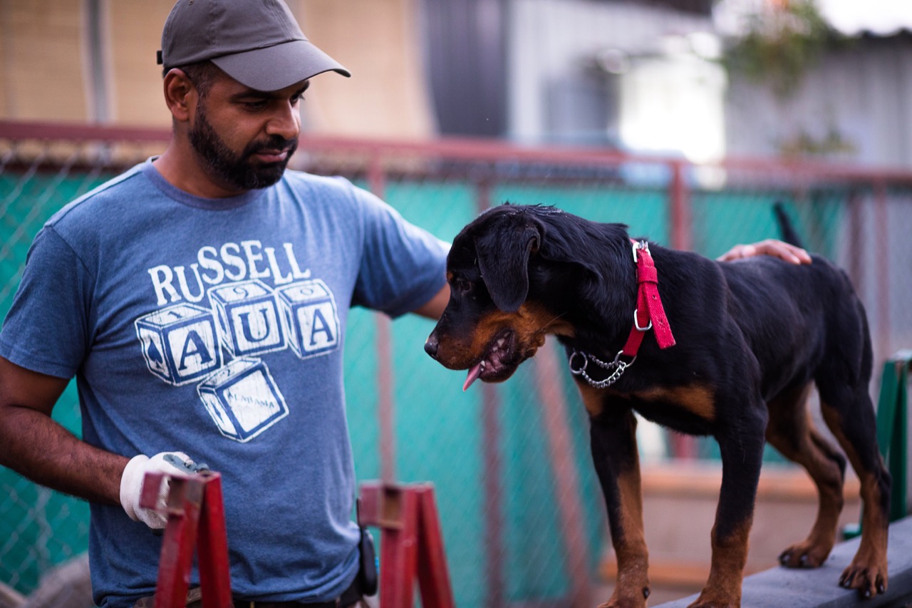 Dog Training & Behavior - Professional service photo 6