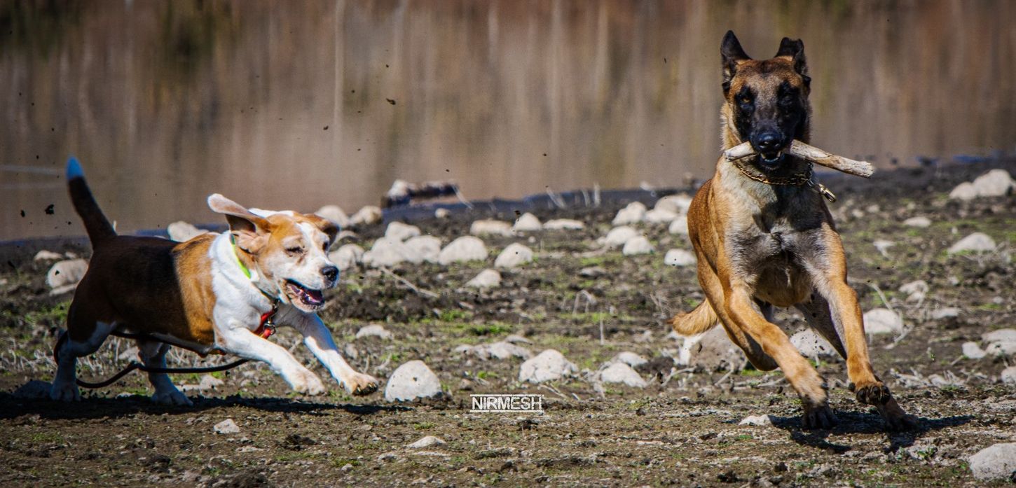 best guard dogs